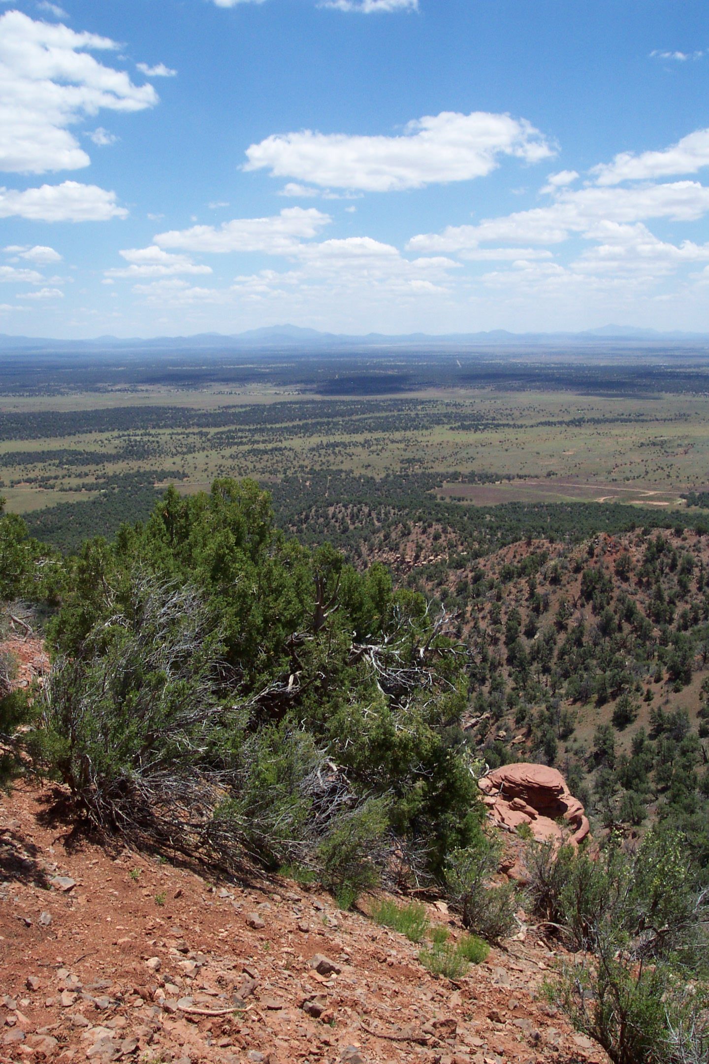Kaibab
