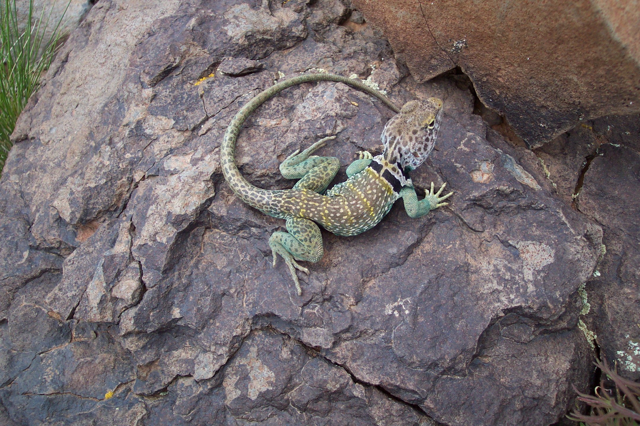 Kaibab