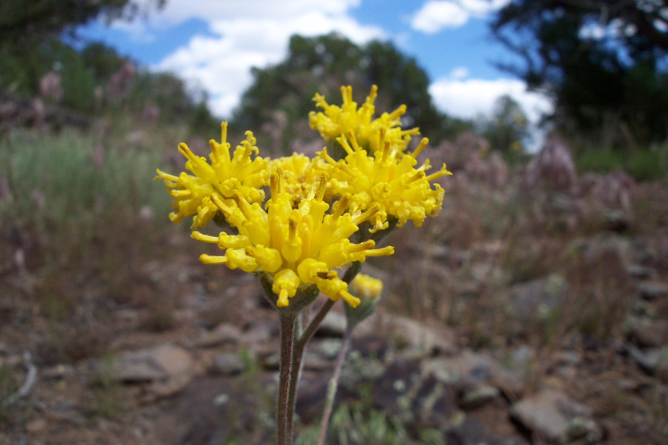 Kaibab