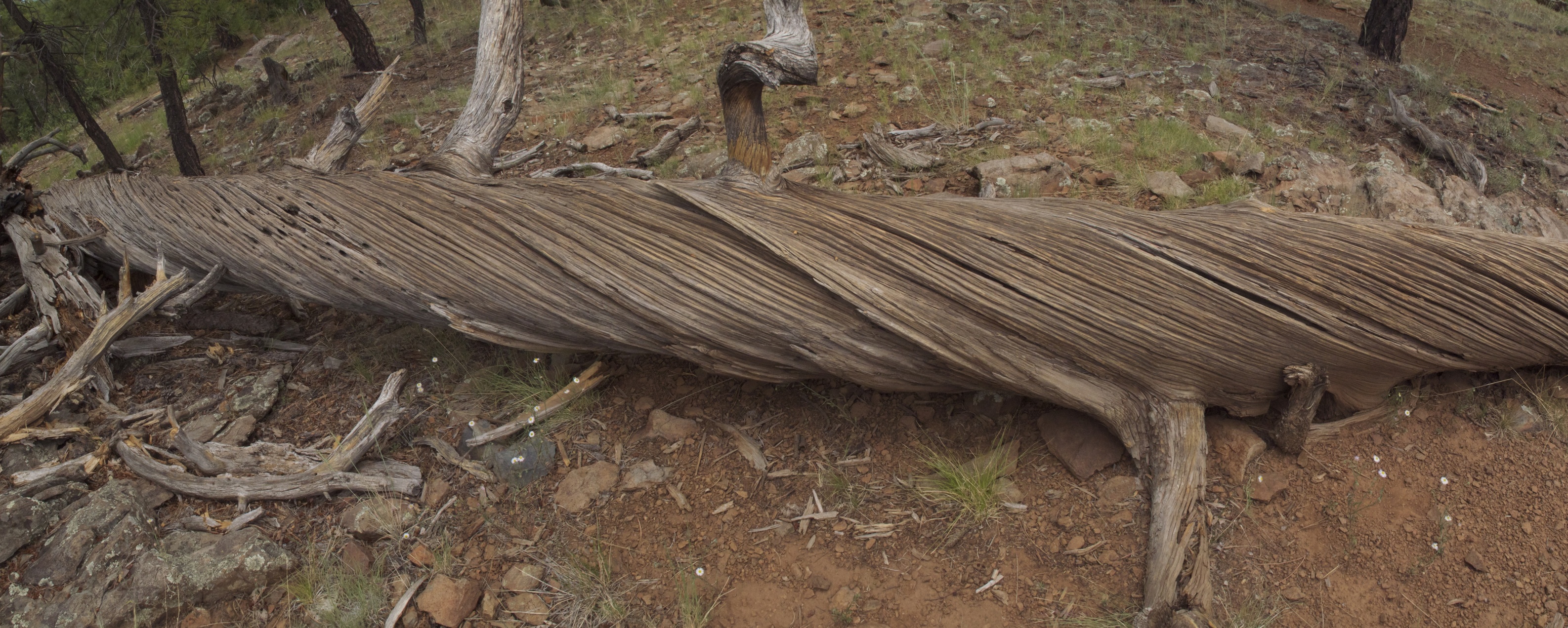 Flagstaff, Mormon Lake