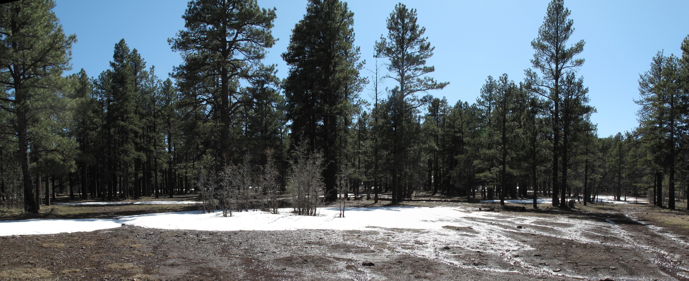 Stomping around near Mormon Lake