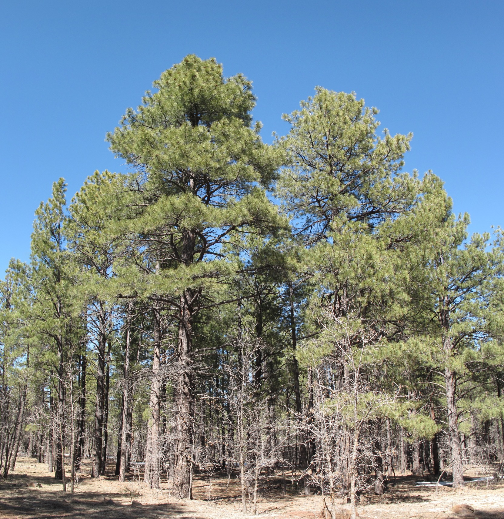Mormon Lake, Flagstaff