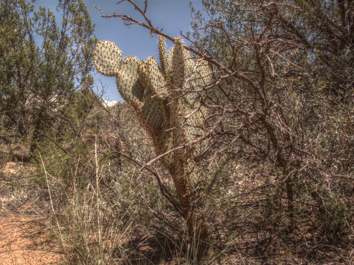 Sedona, Casner