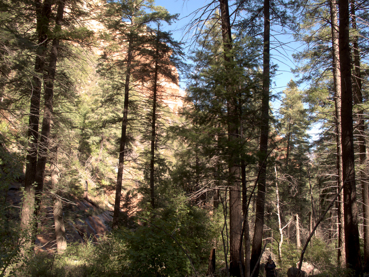Sedona, Wilson