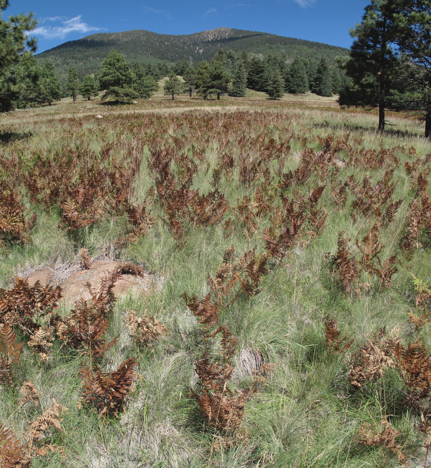 Flagstaff, Kachina