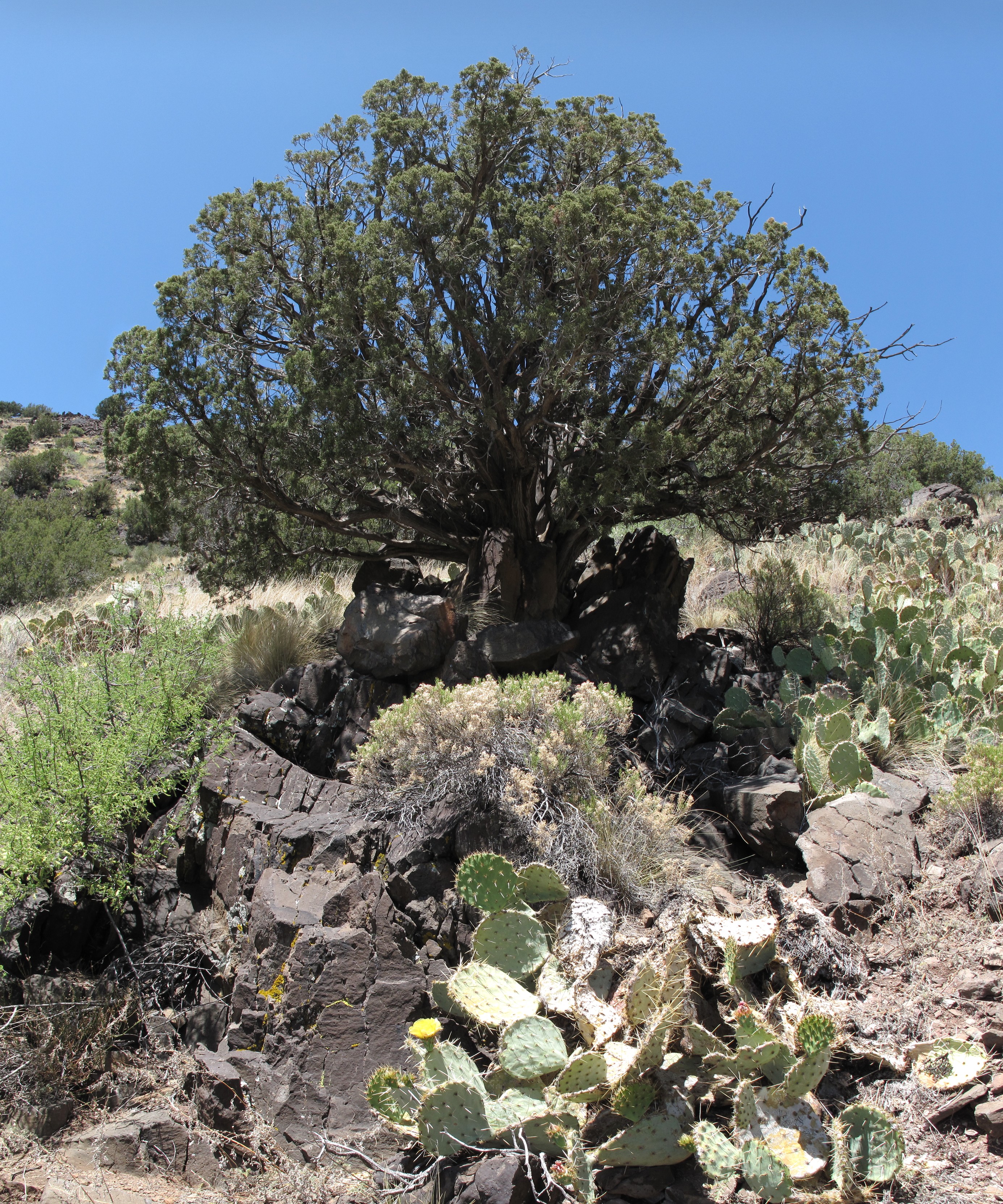 Sedona, Woods Canyon, Apache Maid