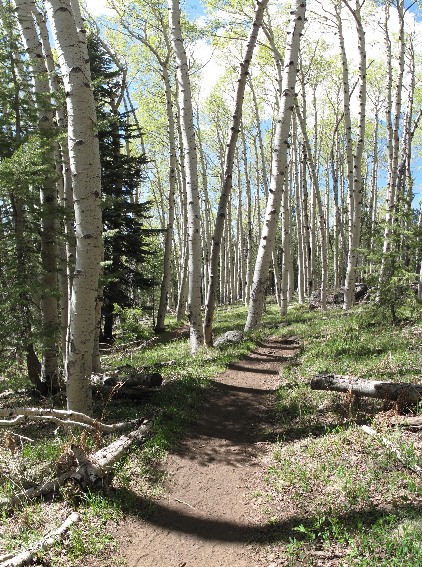 Flagstaff, Kachina