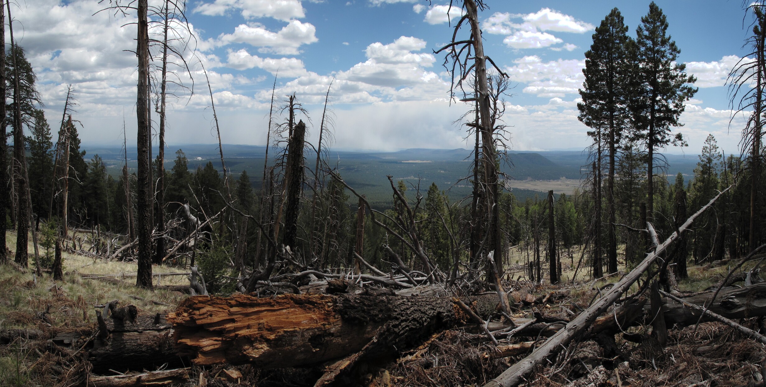 Flagstaff, Kachina