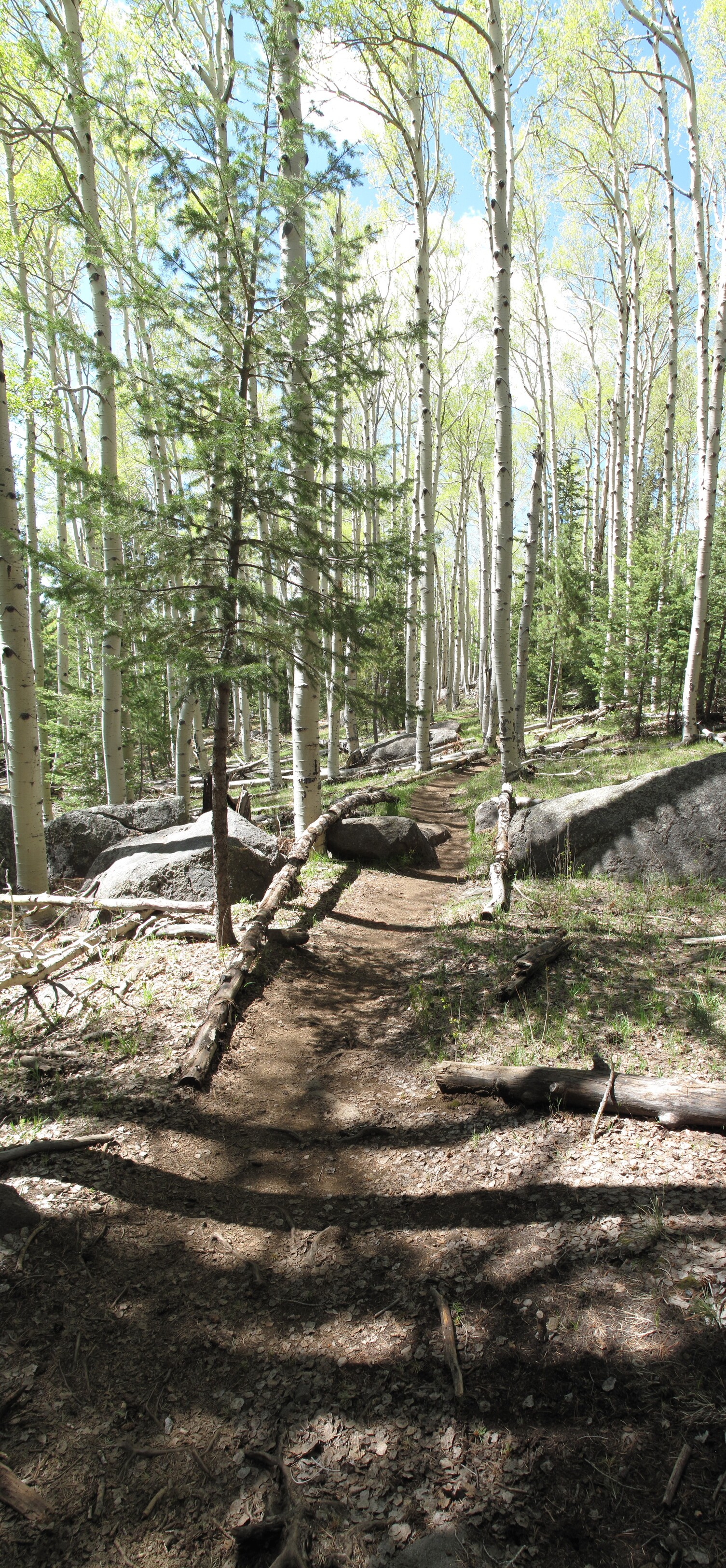 Flagstaff, Kachina