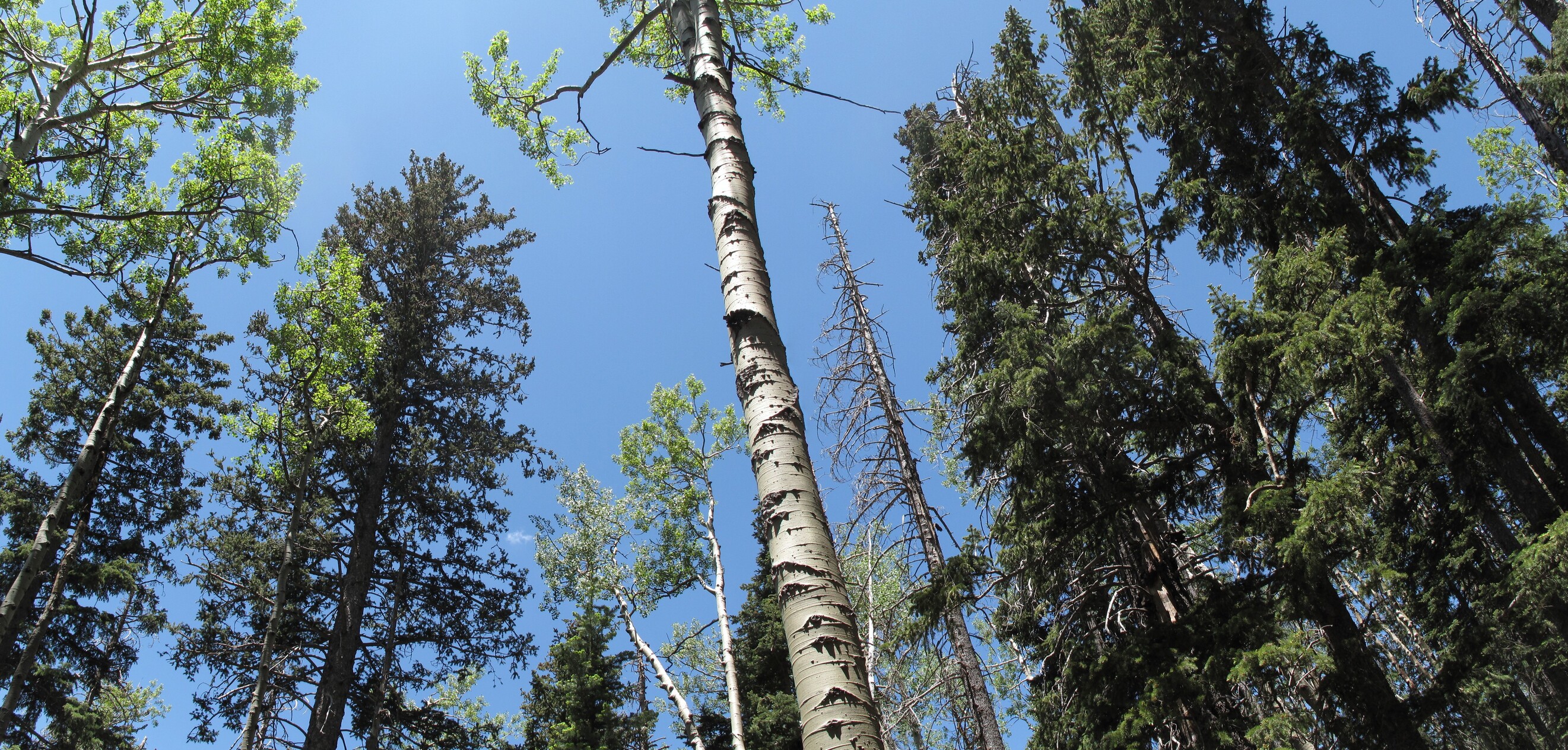 Flagstaff, Humphreys