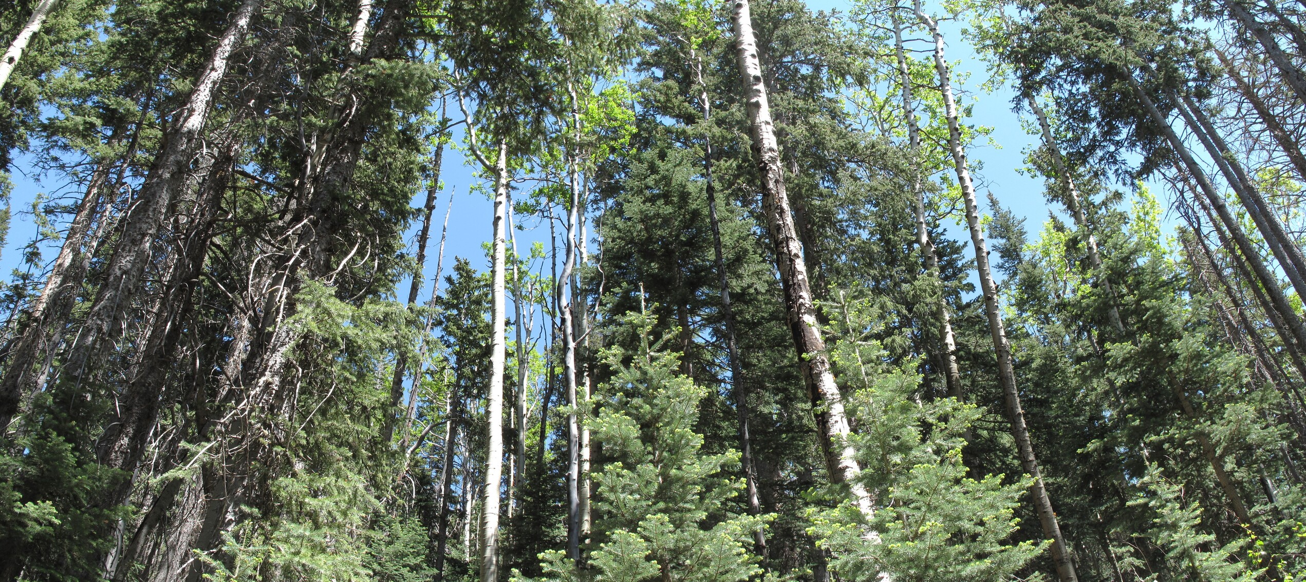Flagstaff, Humphreys