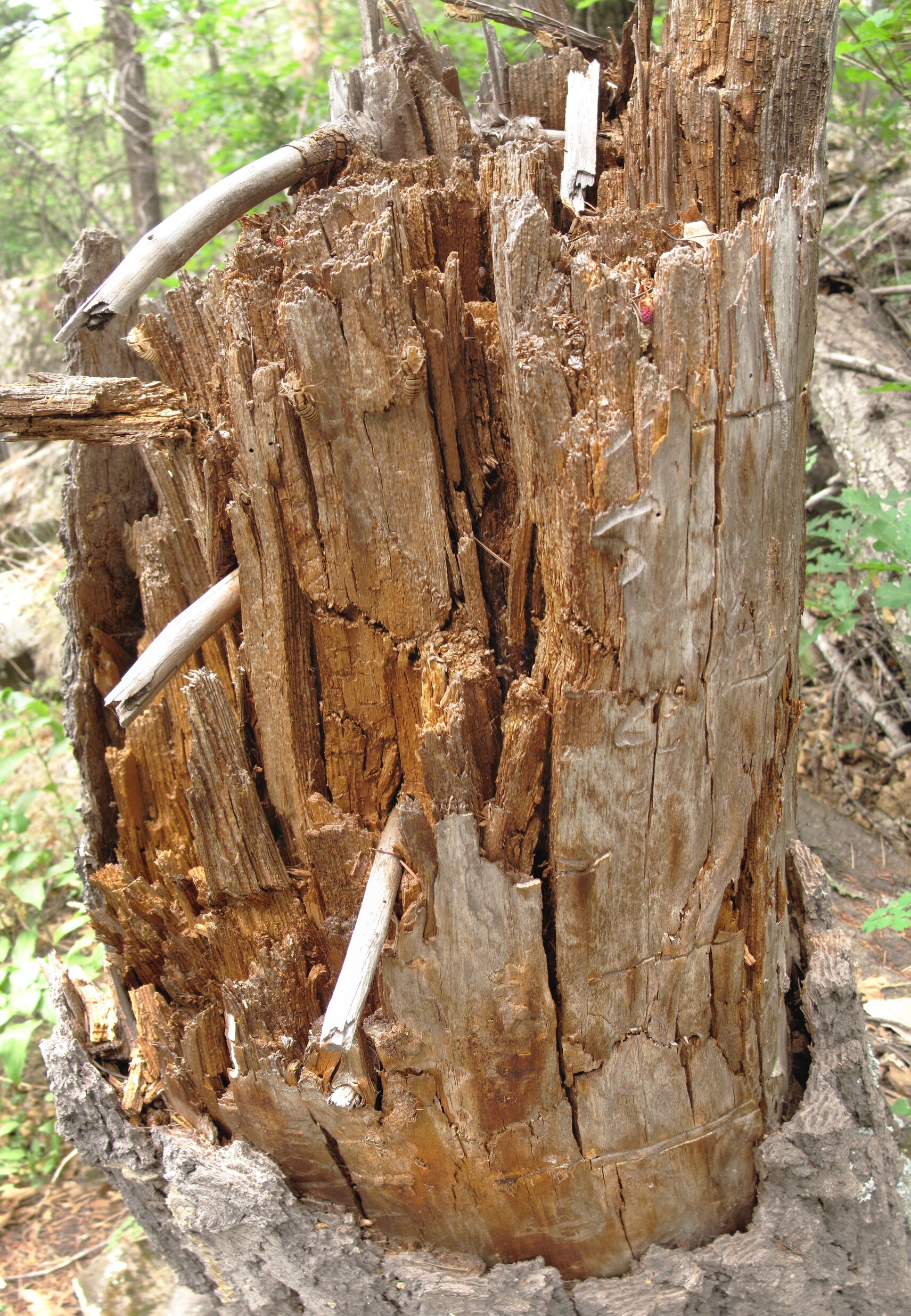 Point Trail, Coconino