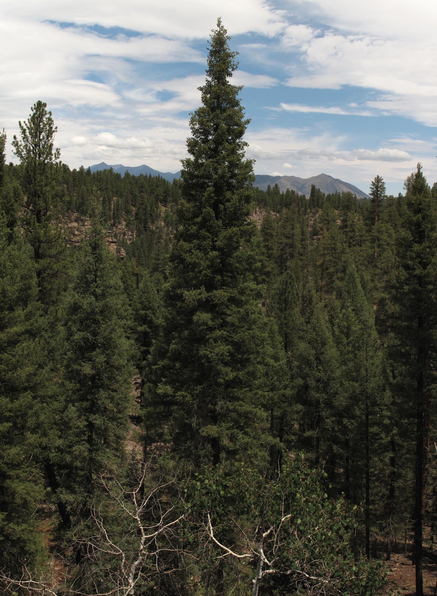 Sandys Canyon, Flagstaff