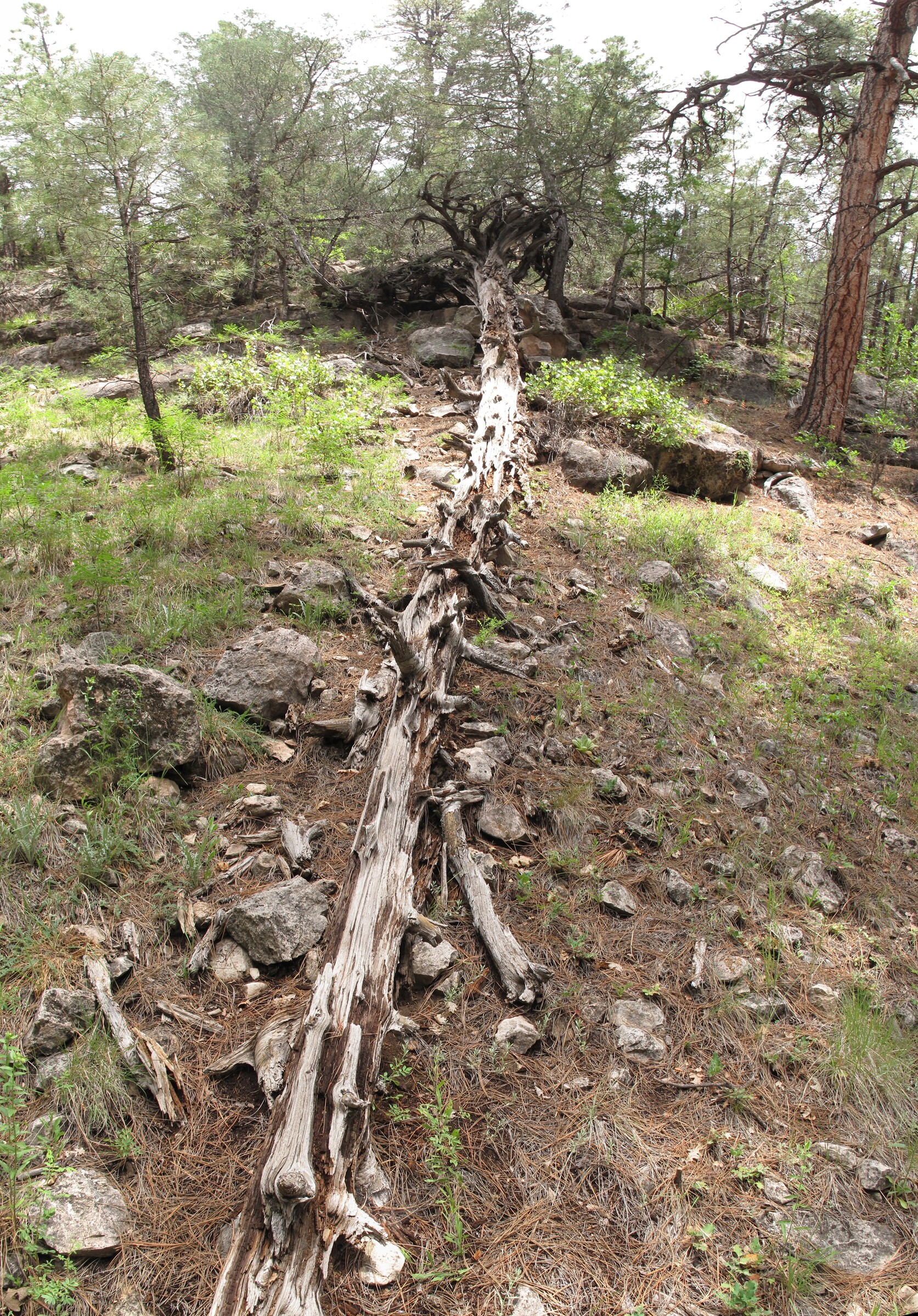 Sandys Canyon, Flagstaff