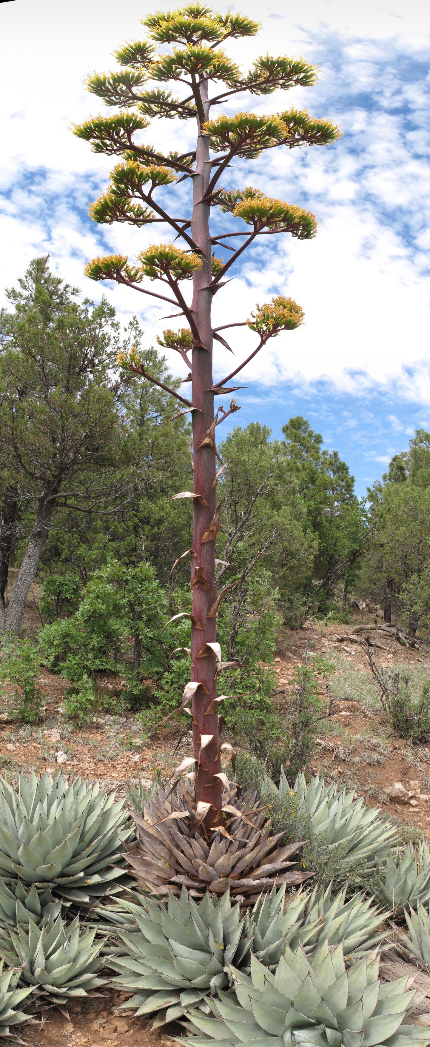 Flagstaff, Mogollon, Fisher Point