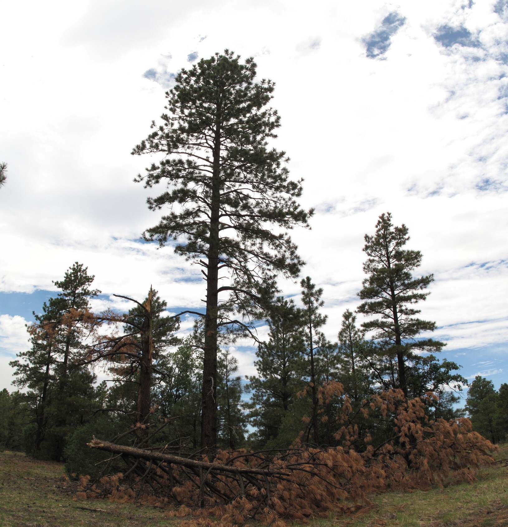 Flagstaff, Mogollon, Fisher Point