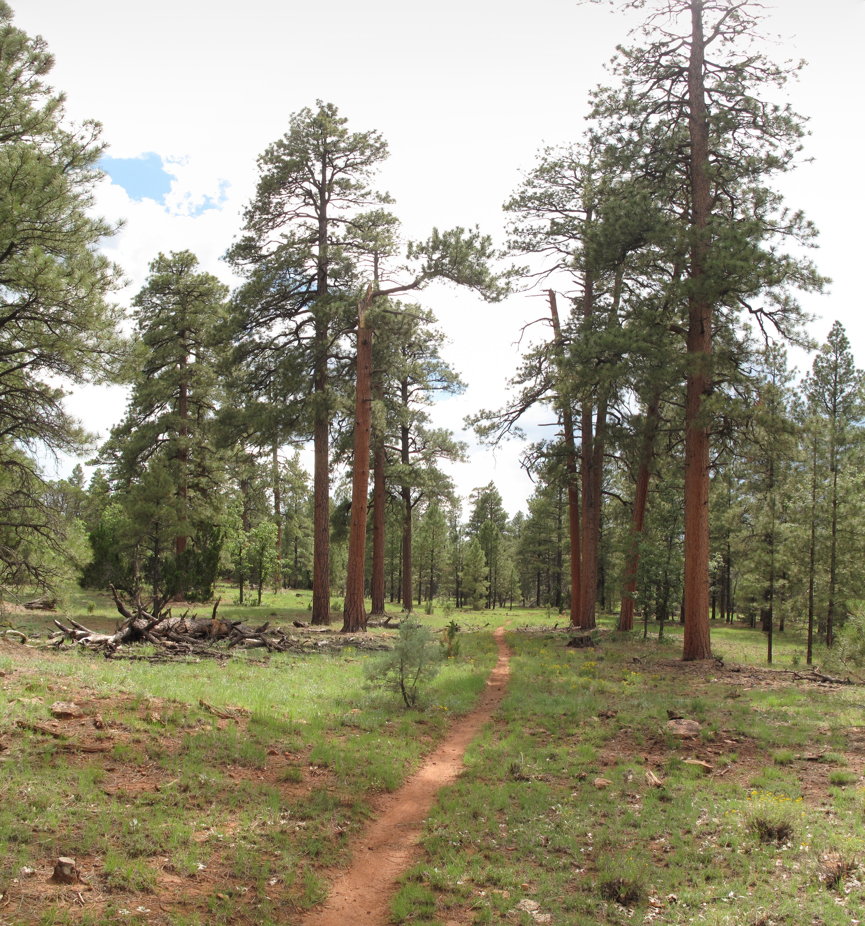 AzTrail, Flagstaff