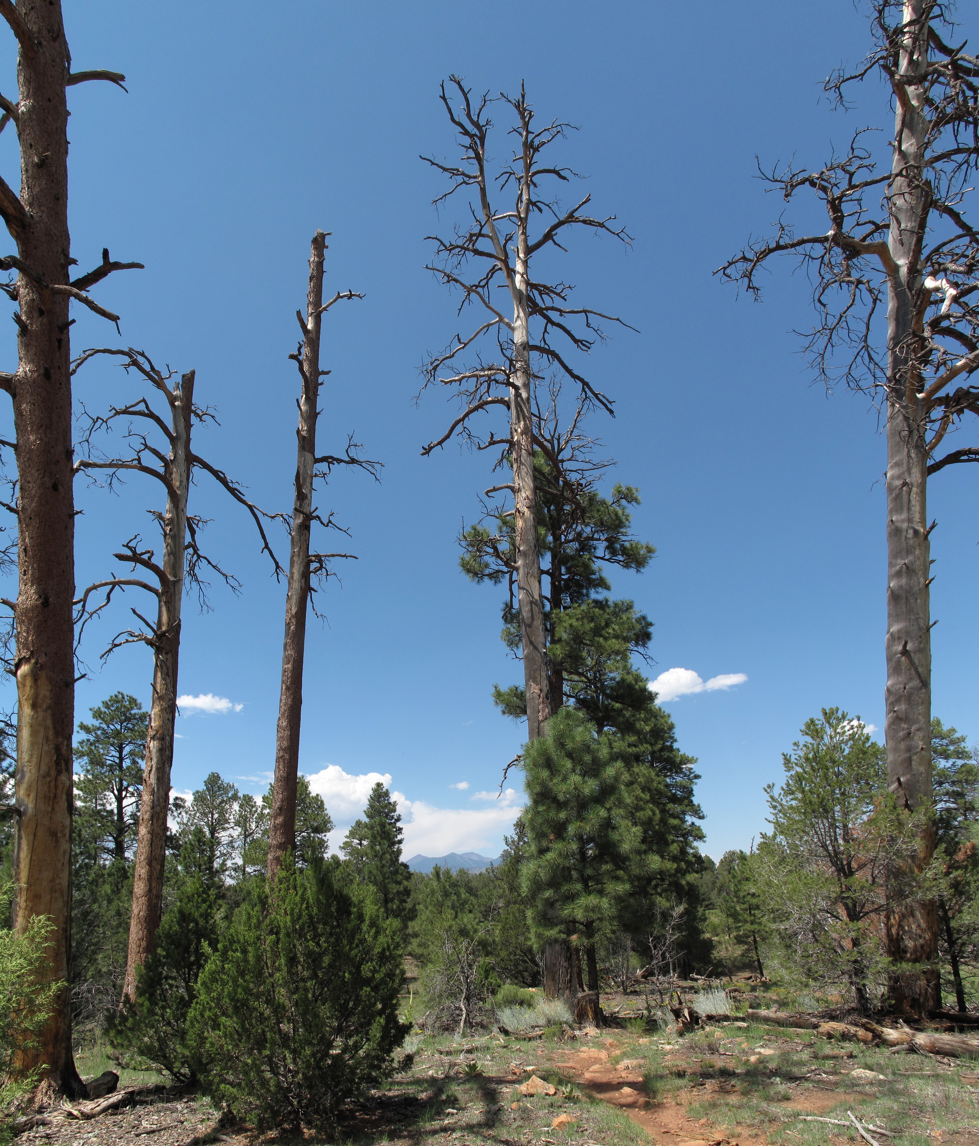 AzTrail, Flagstaff