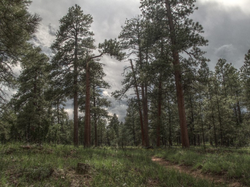 AzTrail, Flagstaff