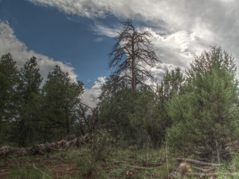 AzTrail, Flagstaff