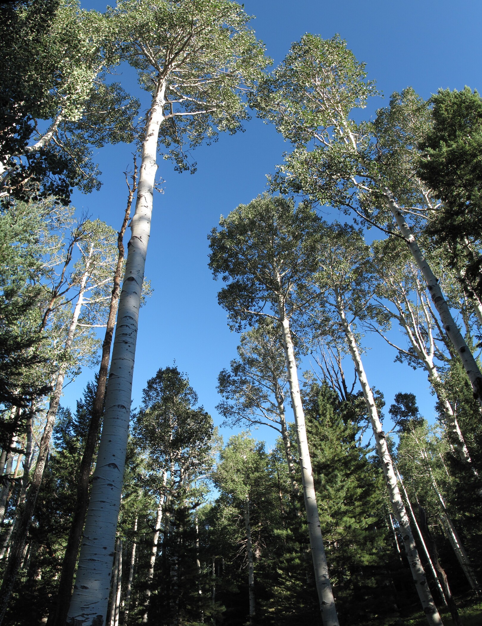 Flagstaff, Snowbowl Road, Cancer Walk