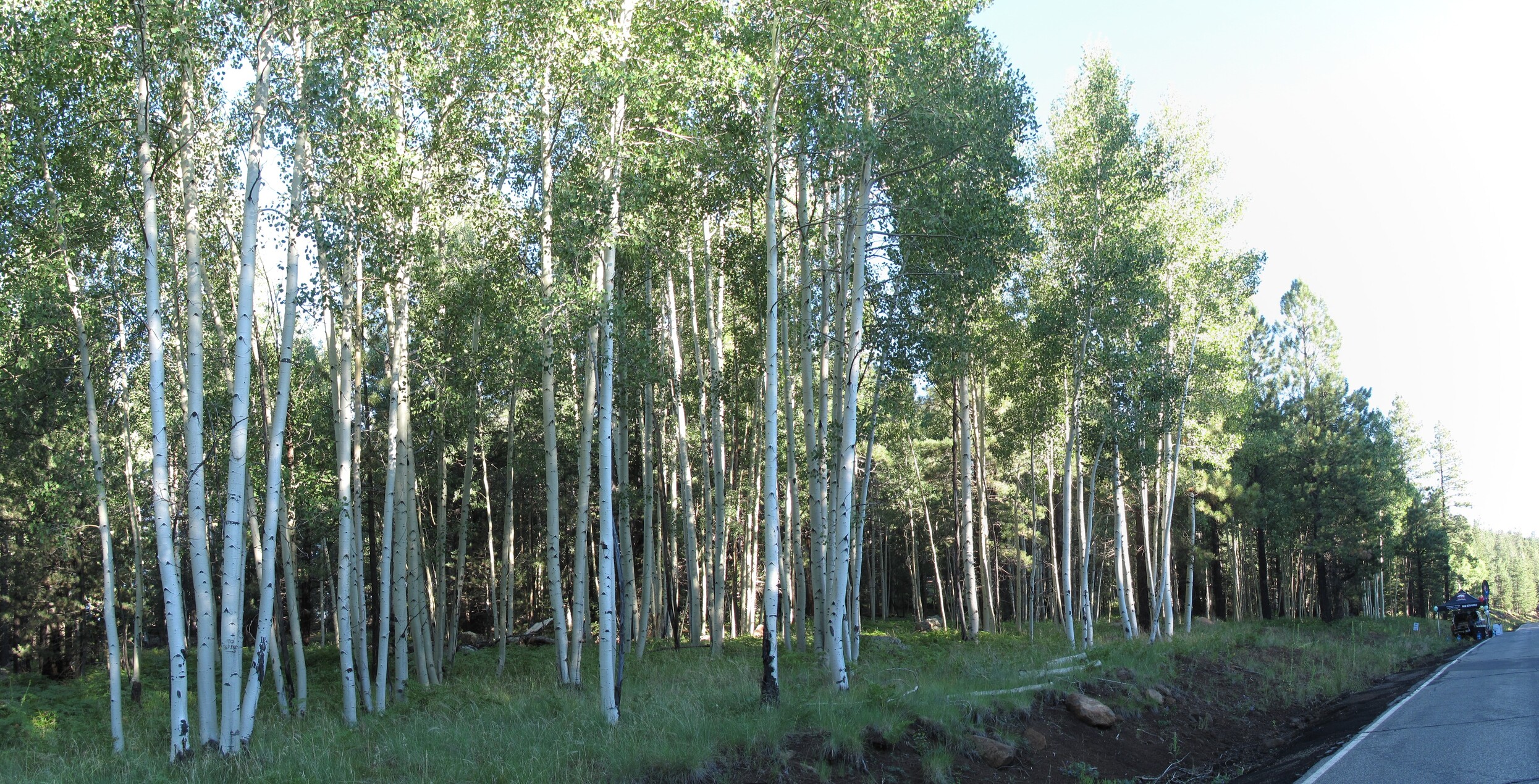 Flagstaff, Snowbowl Road, Cancer Walk