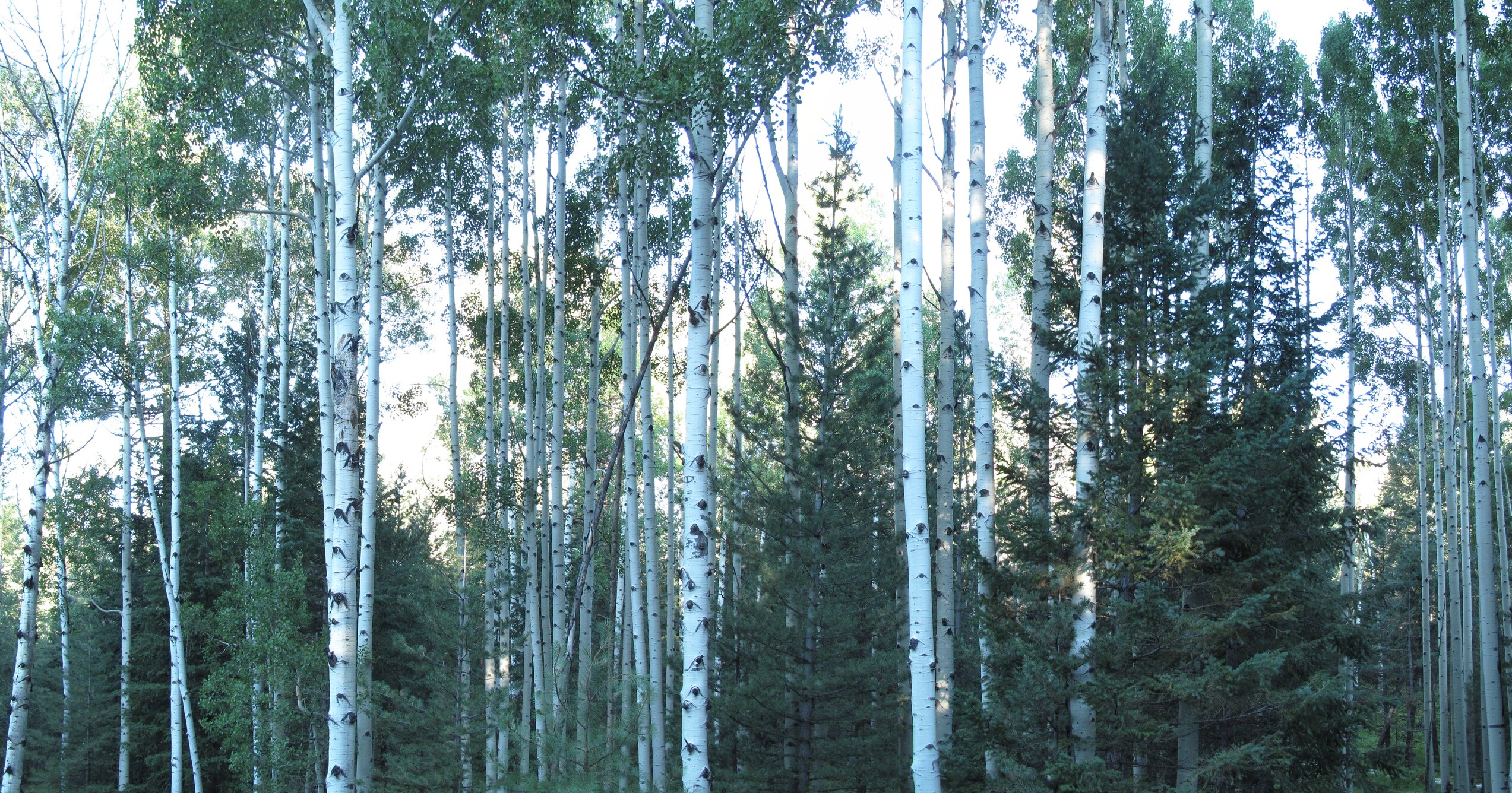 Flagstaff, Snowbowl Road, Cancer Walk