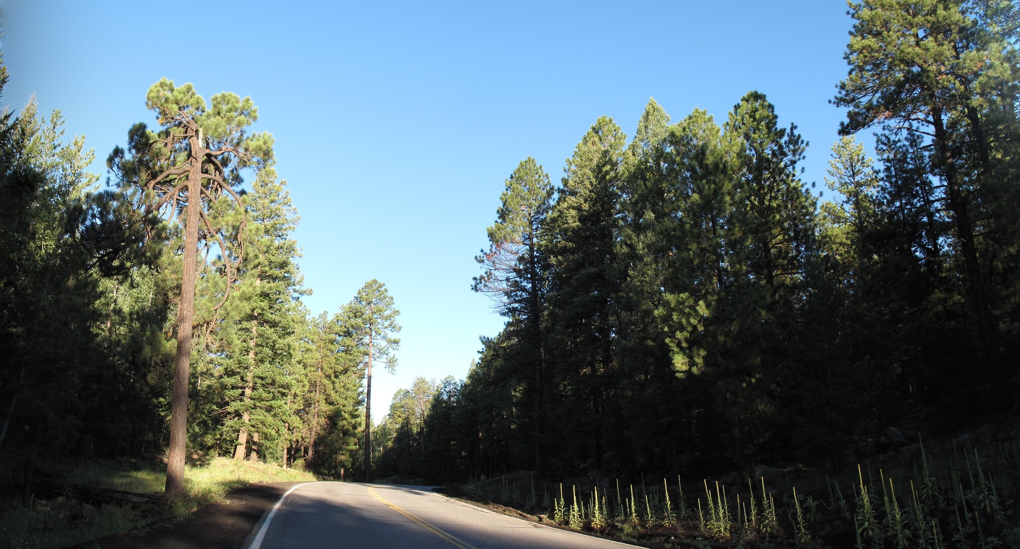 Climb - Snowbowl Road