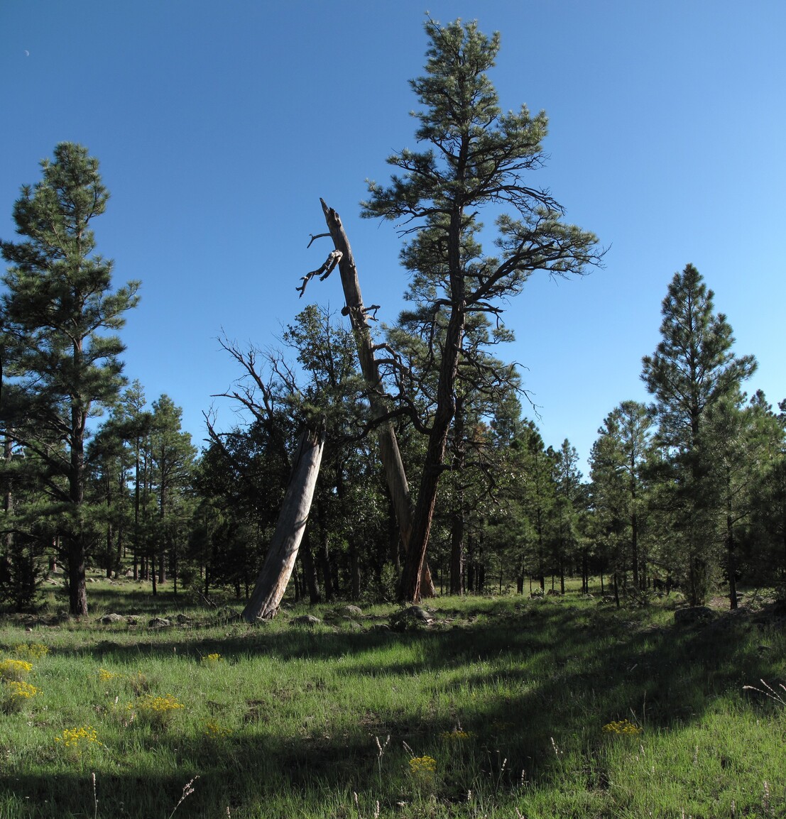 AZ Trail, Lake Mary