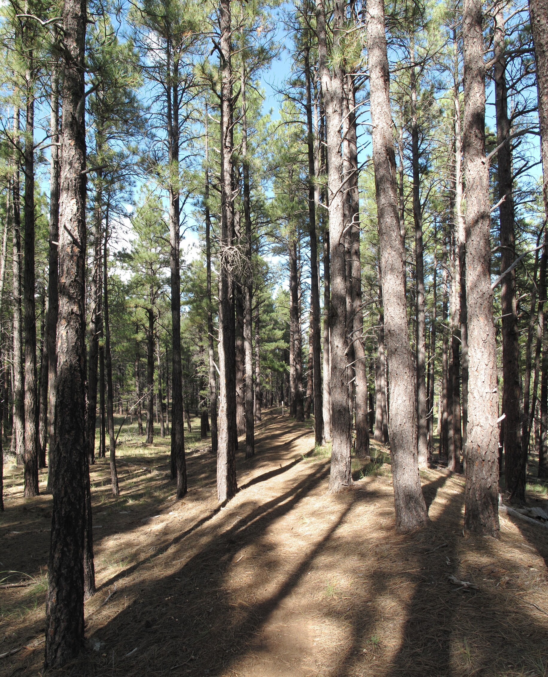 Az Trail, Mormon Lake