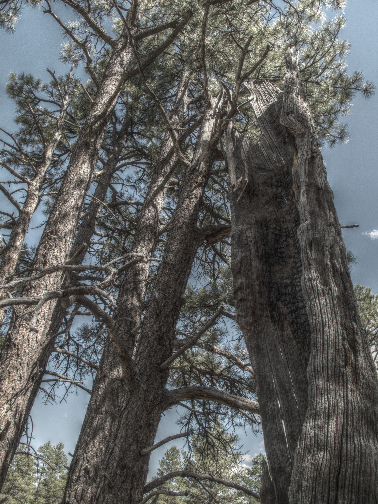 Az Trail, Mormon Lake