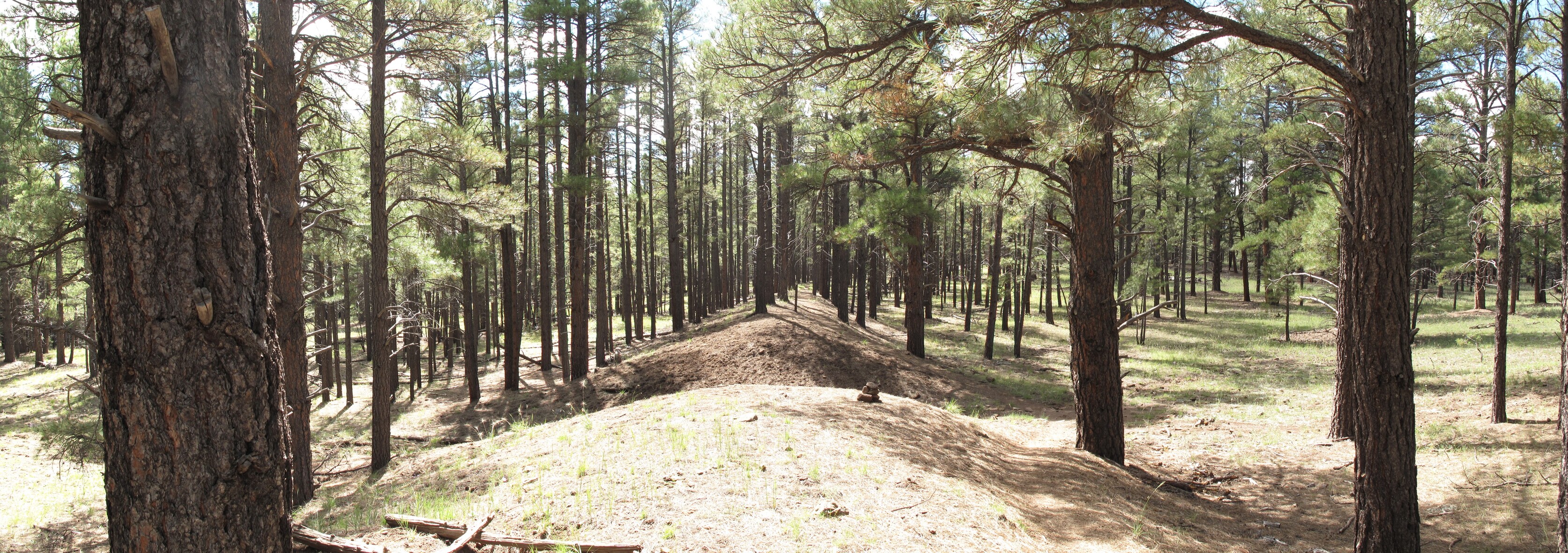 Az Trail, Mormon Lake