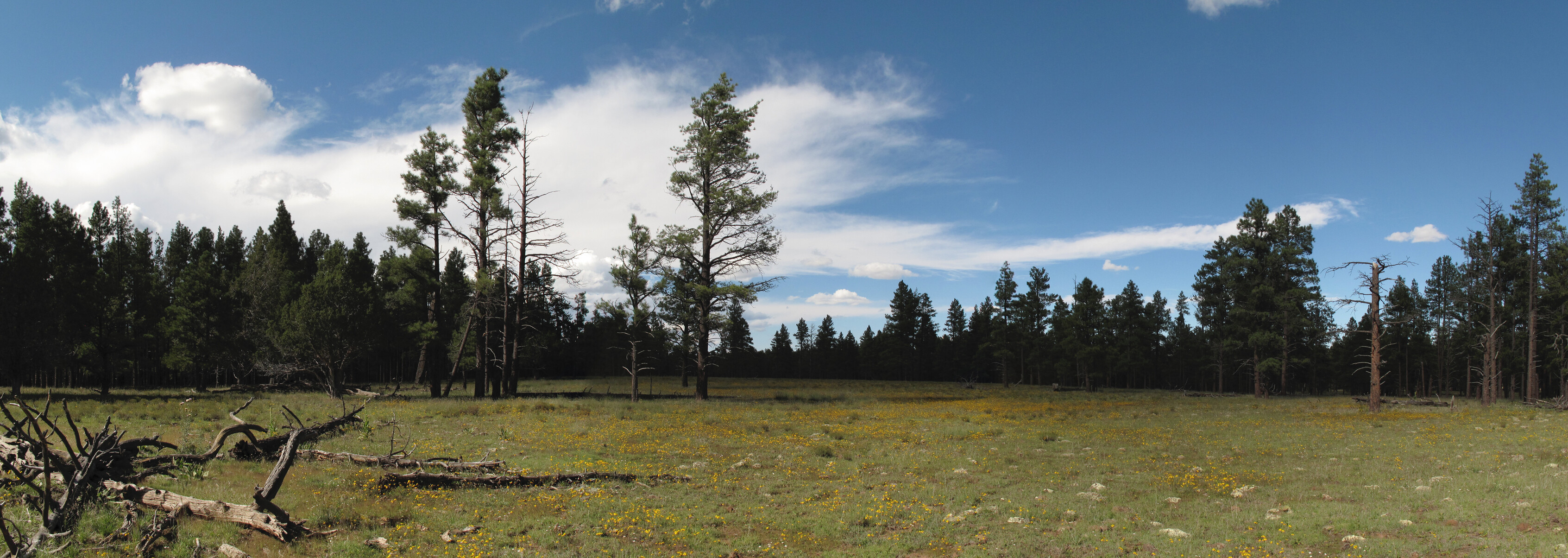 Az Trail, Mormon Lake