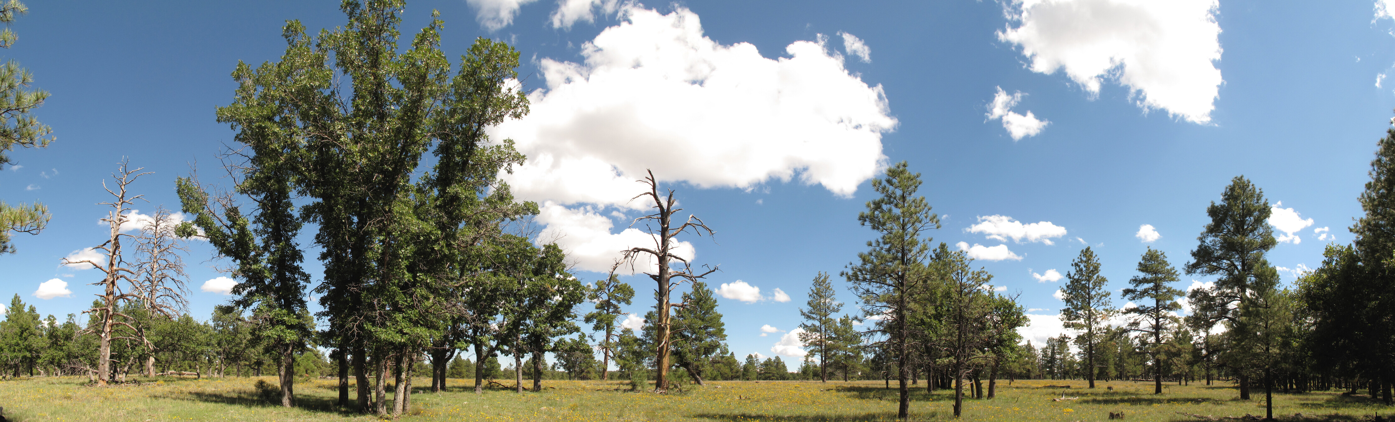 Az Trail, Mormon Lake