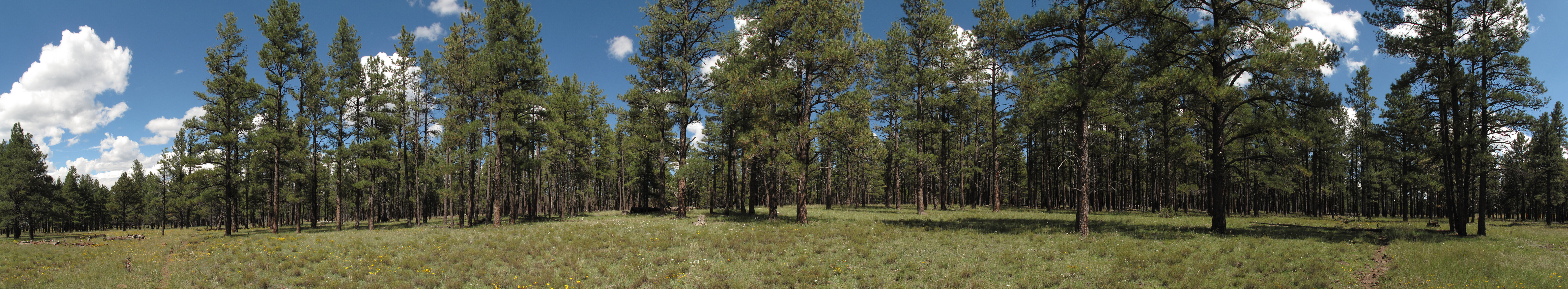 Az Trail, Mormon Lake