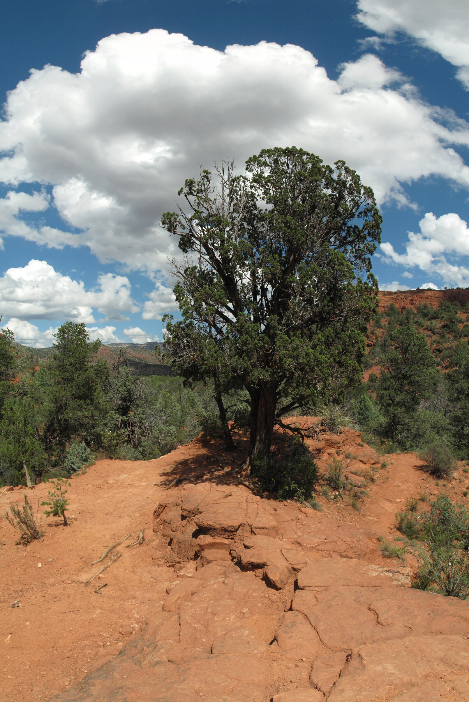 Sedona