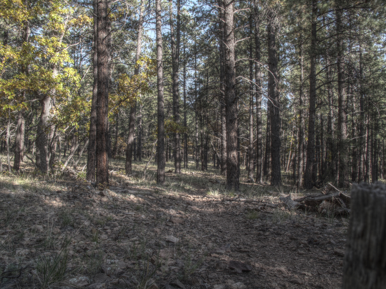 Flagstaff, AzTrail