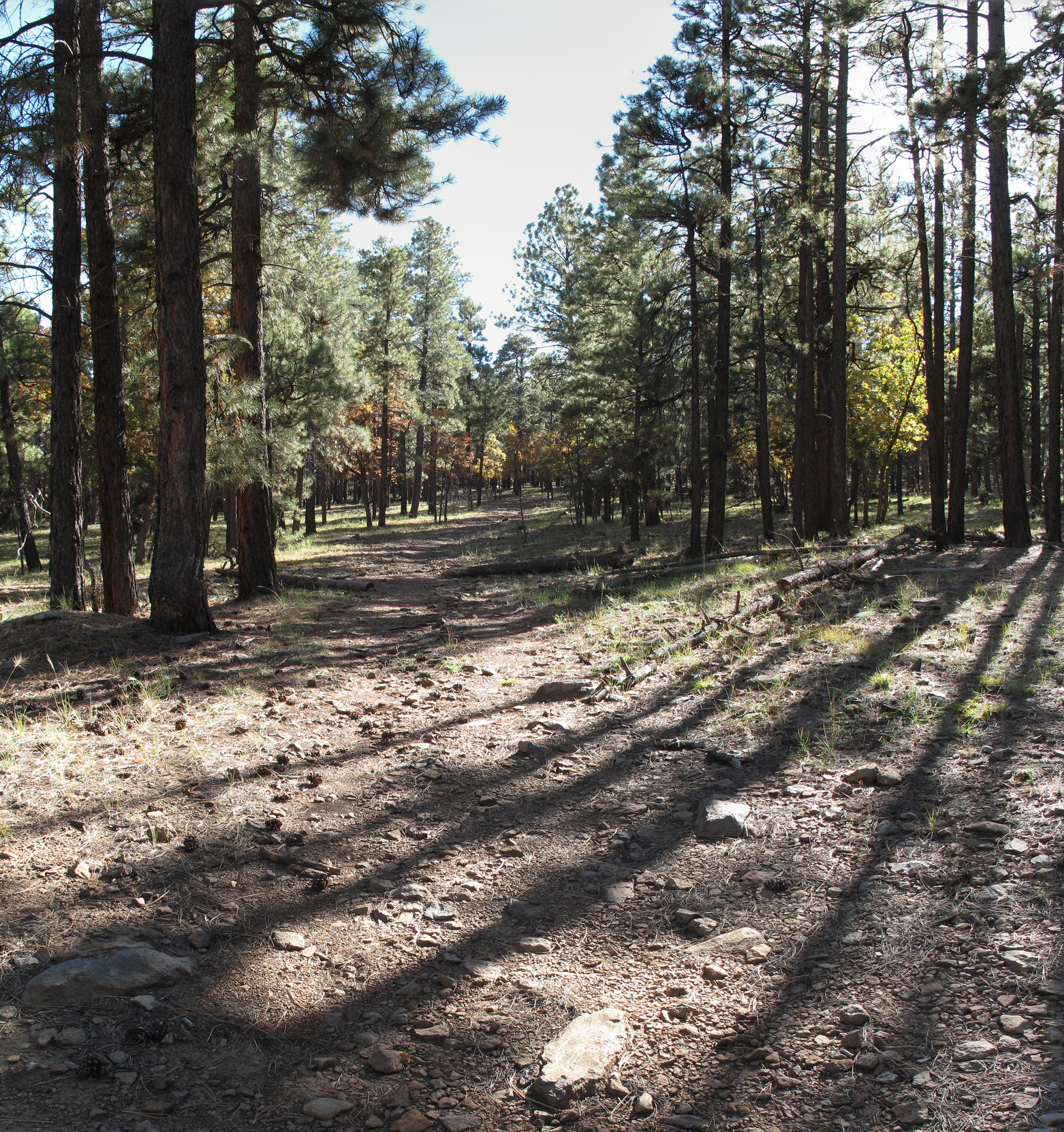 Flagstaff, AzTrail