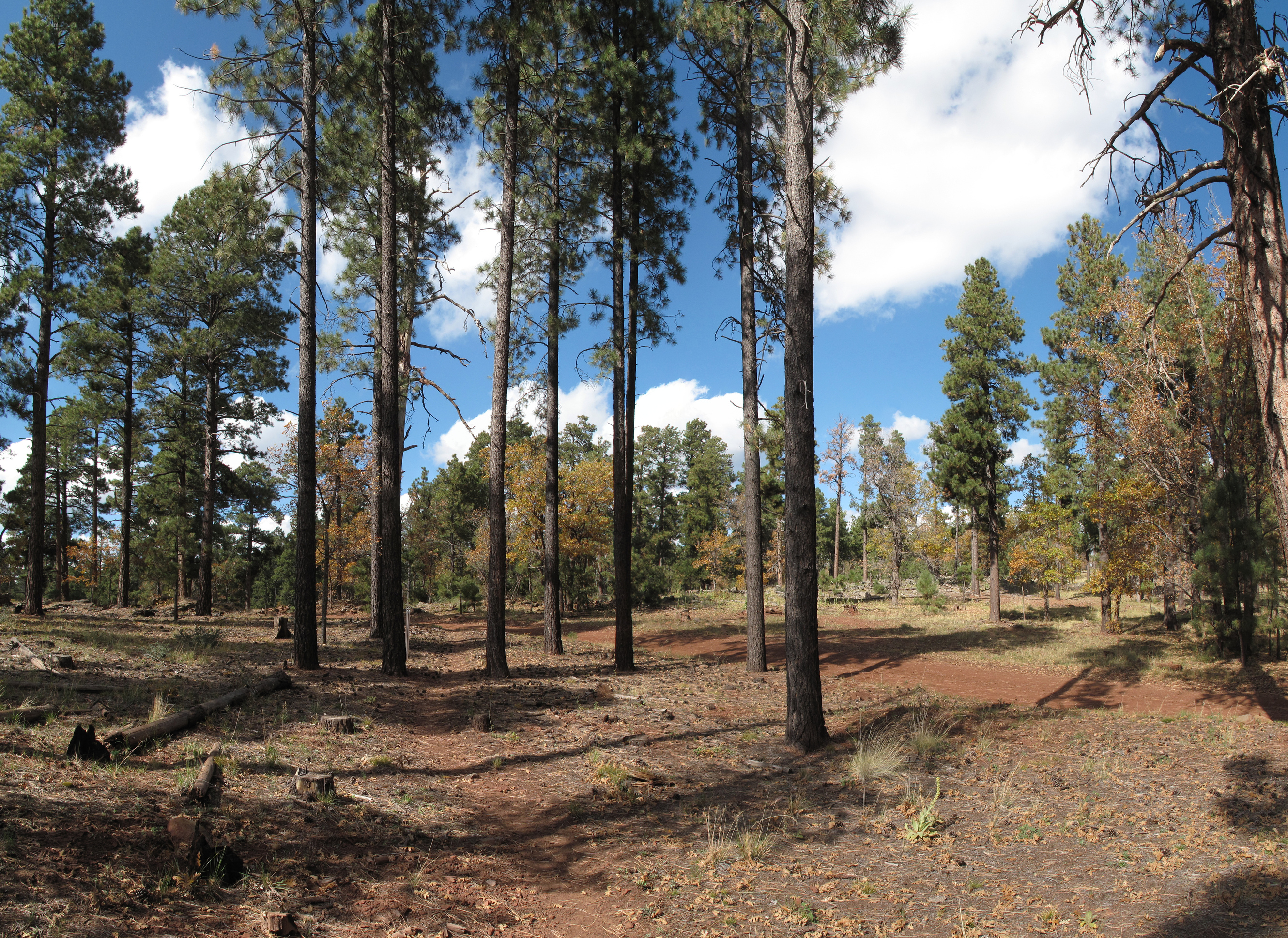 Flagstaff, AzTrail