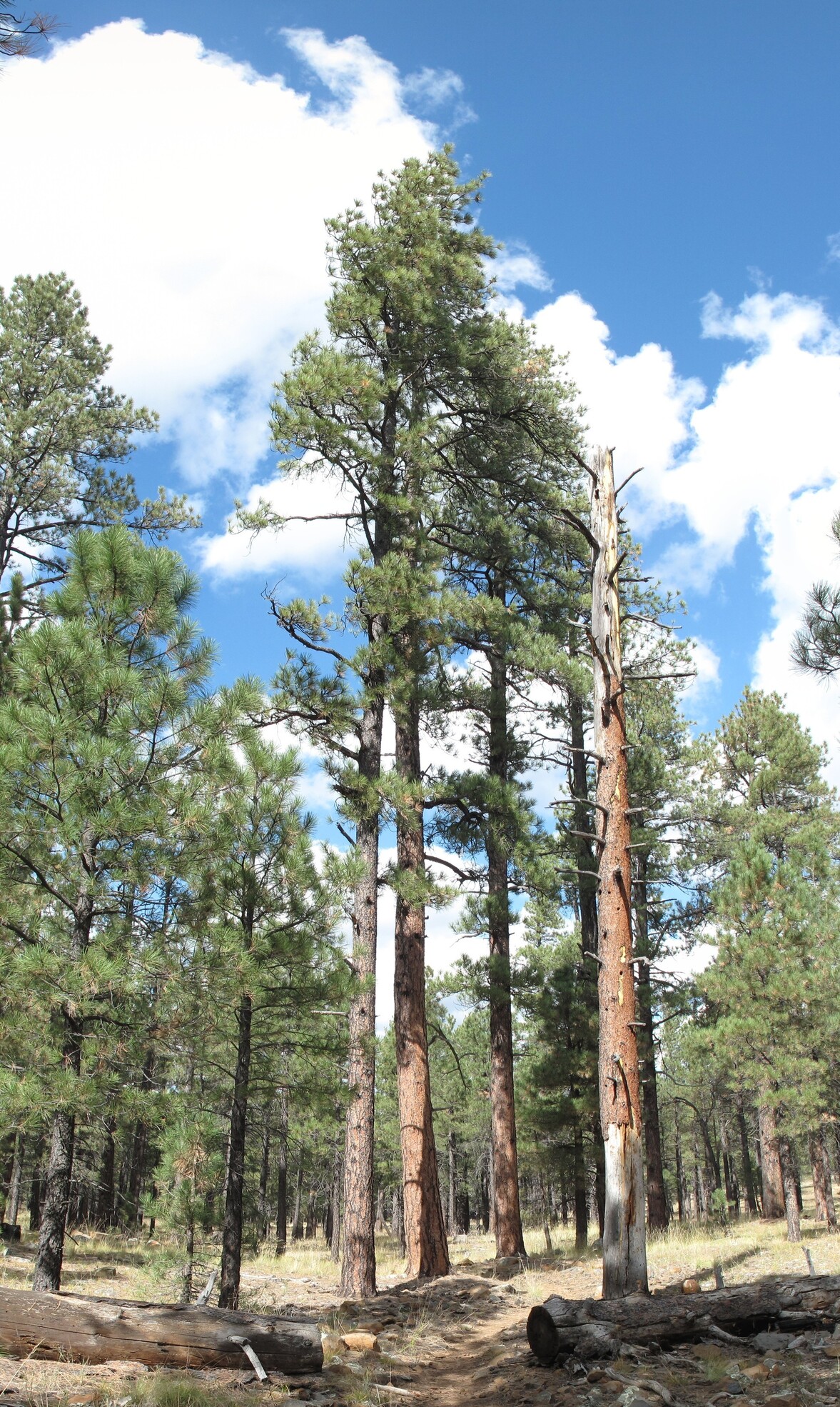 Flagstaff, AzTrail