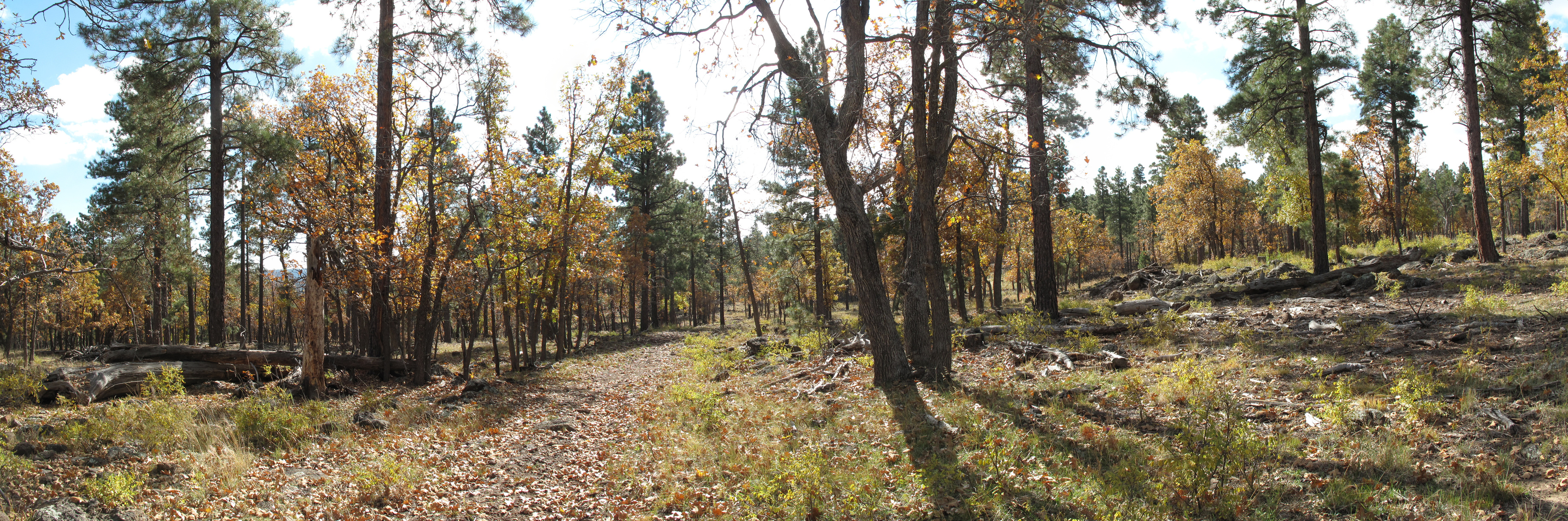 Flagstaff, AzTrail