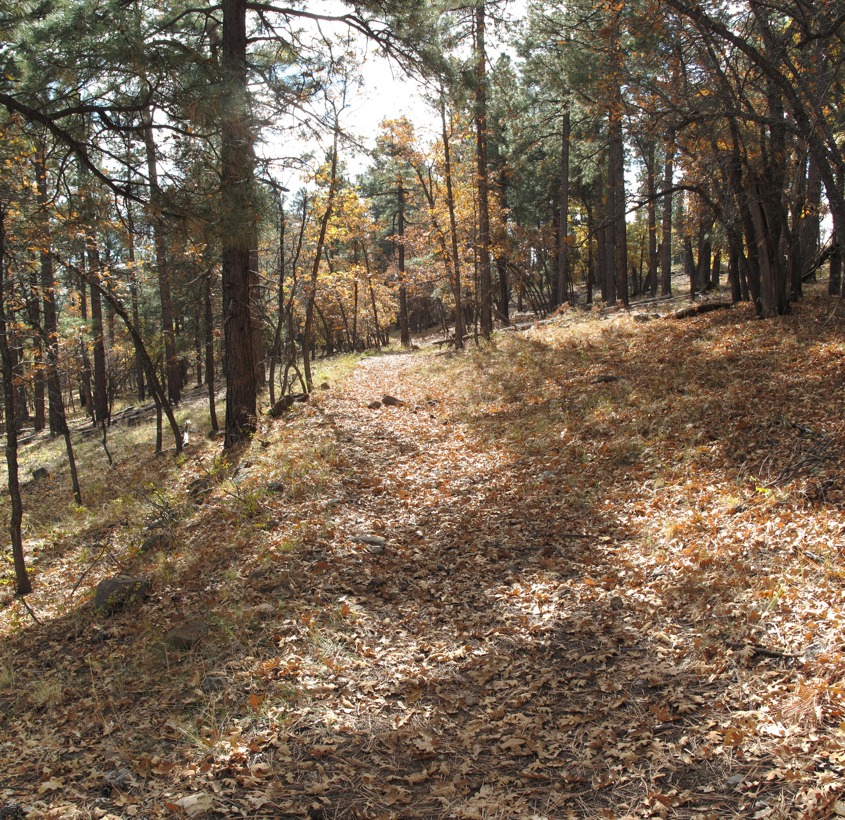 Flagstaff, AzTrail