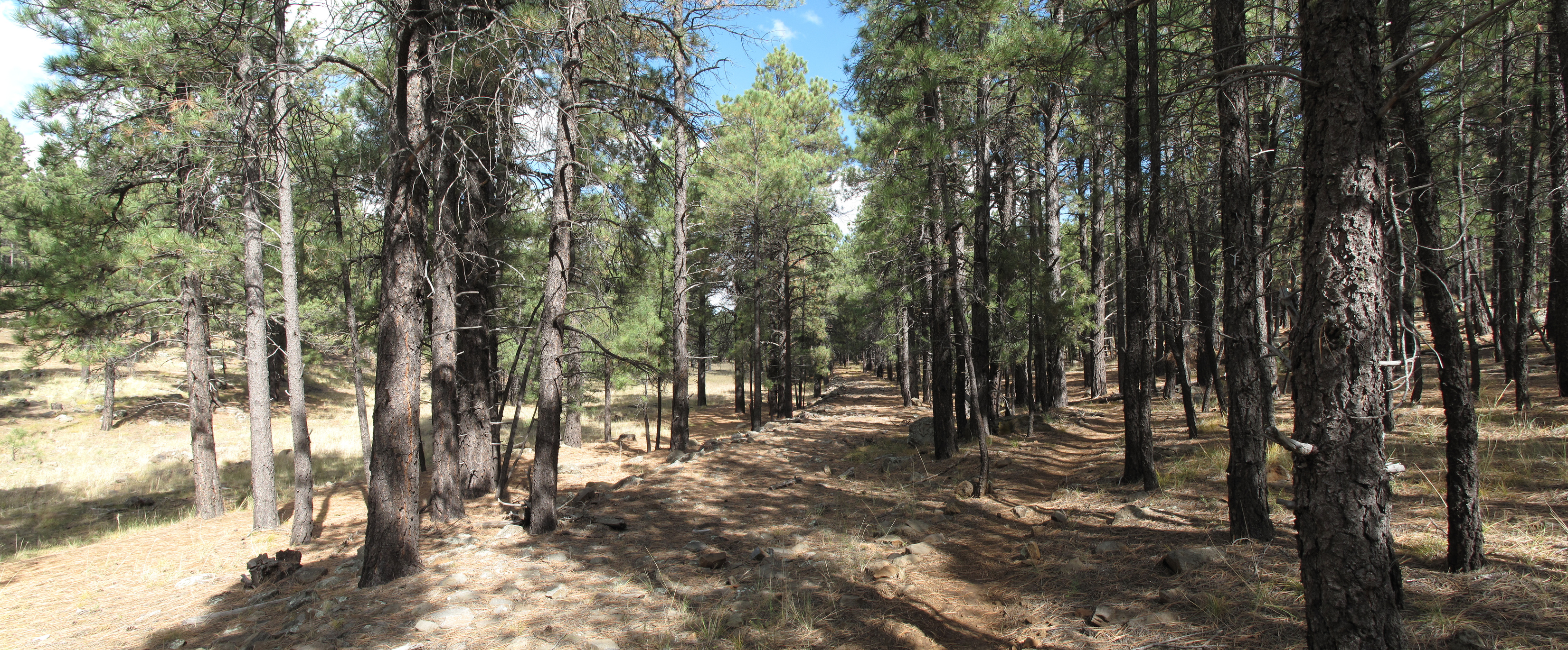 Flagstaff, AzTrail