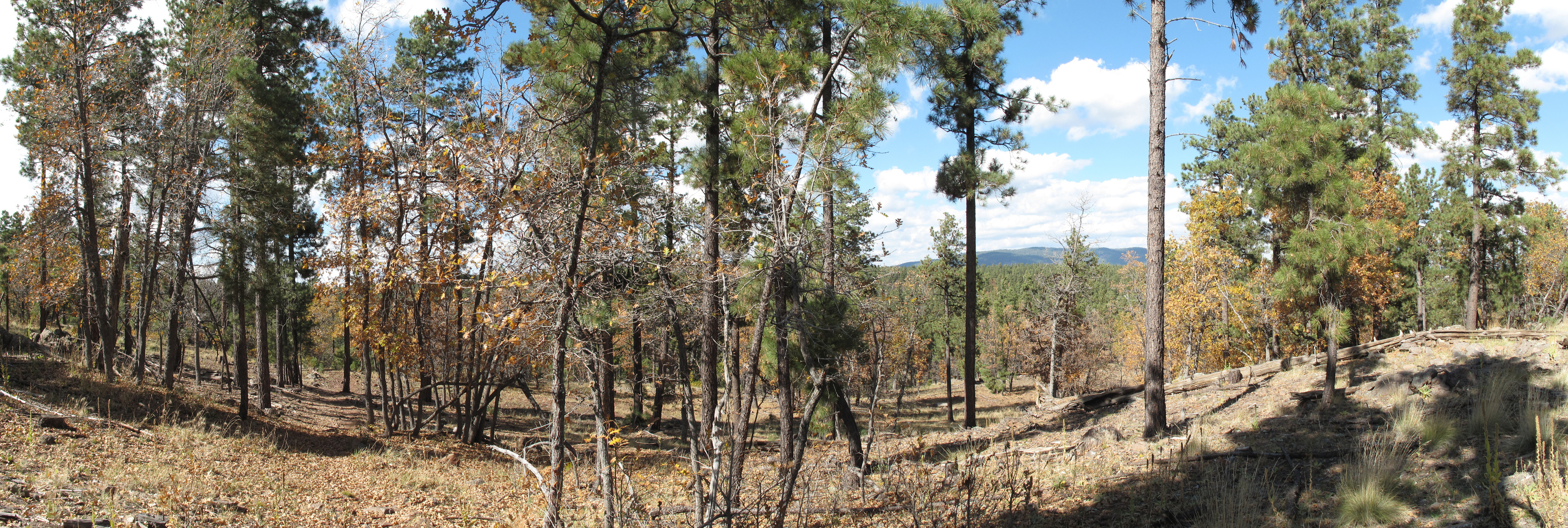 Flagstaff, AzTrail