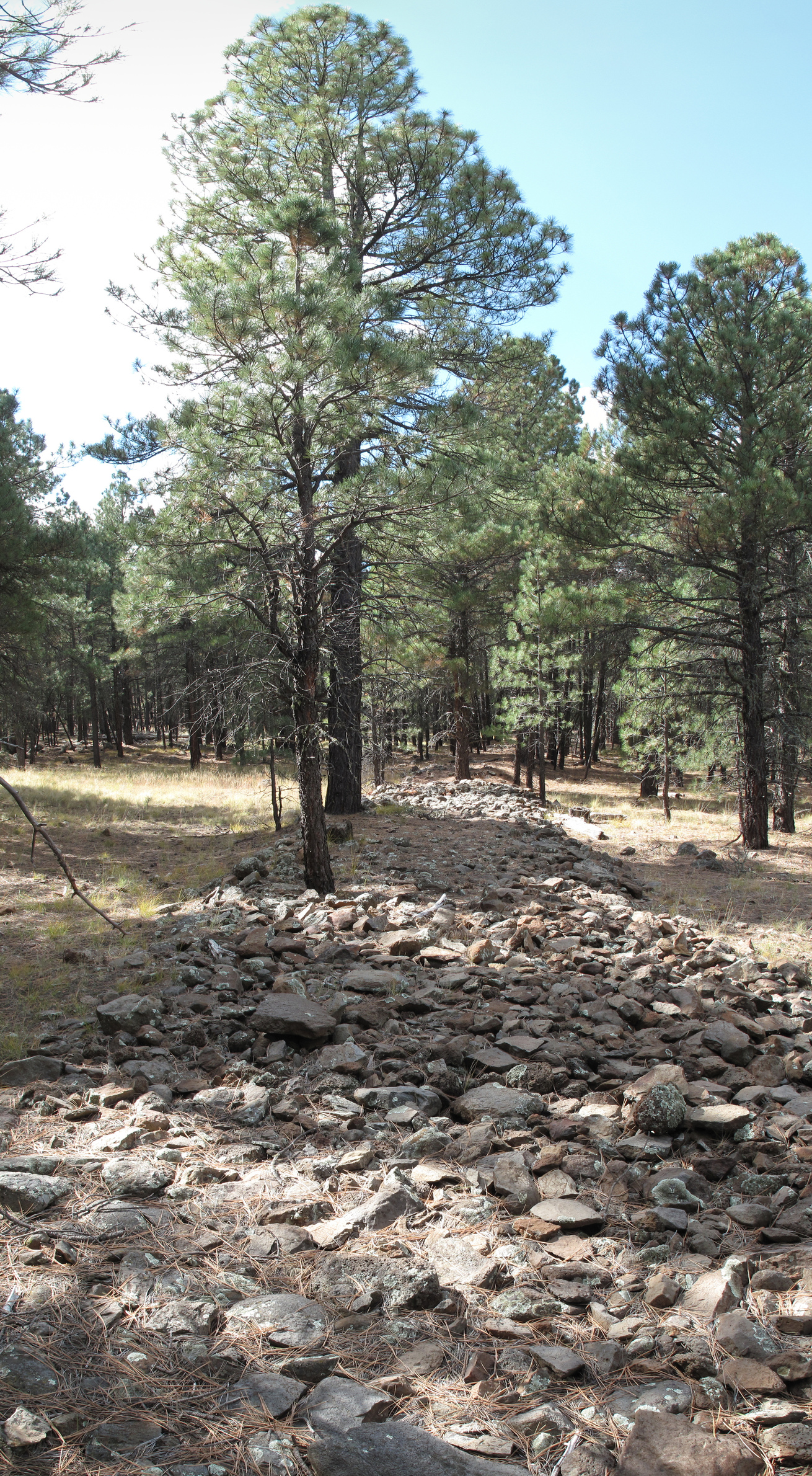 Flagstaff, AzTrail