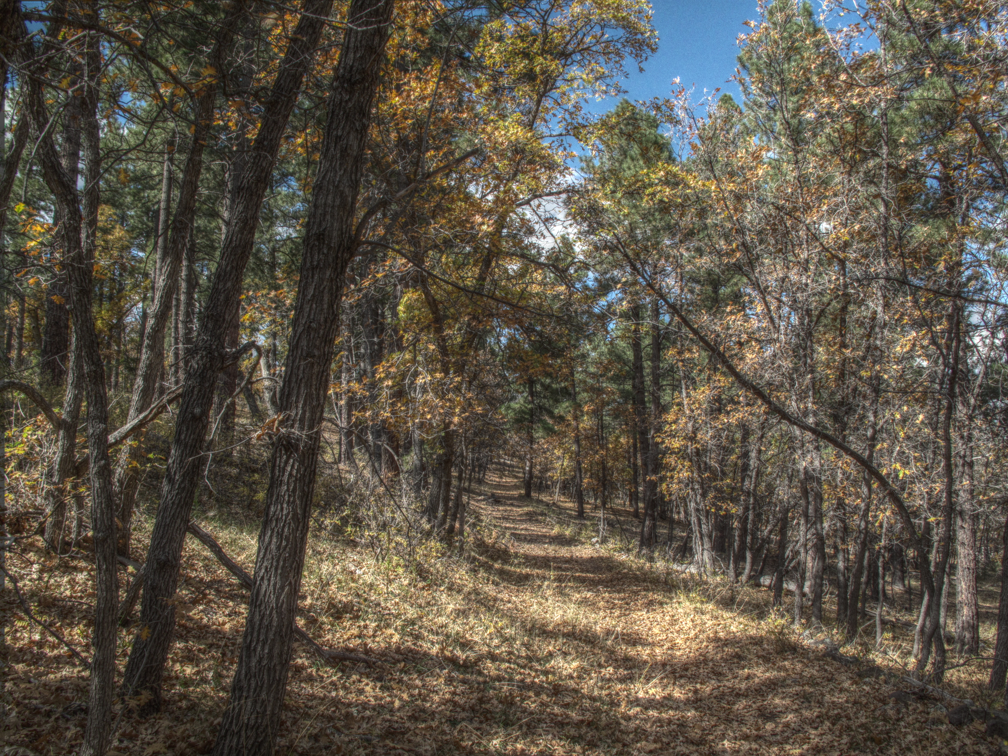 Flagstaff, AzTrail