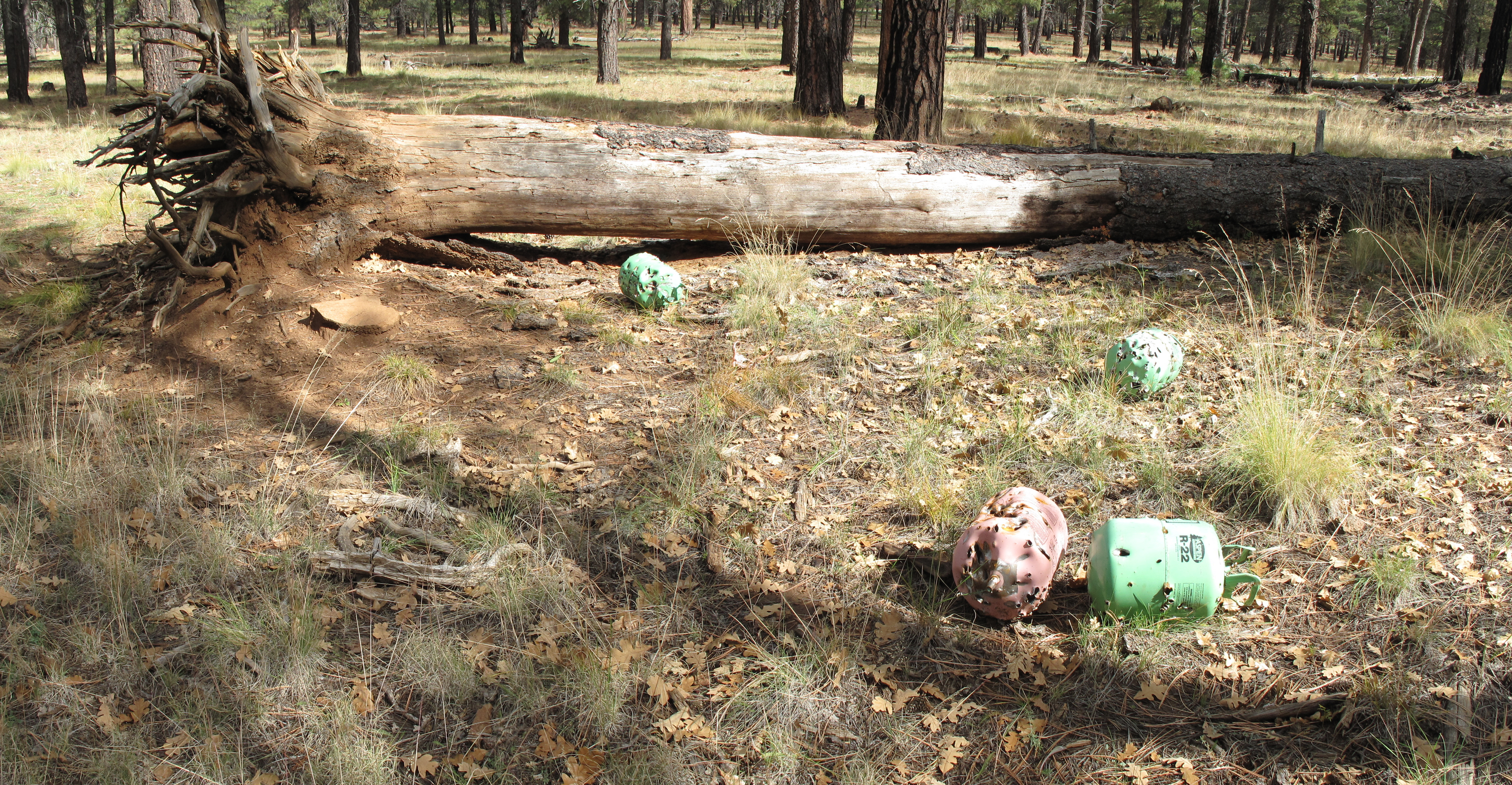 Flagstaff, AzTrail