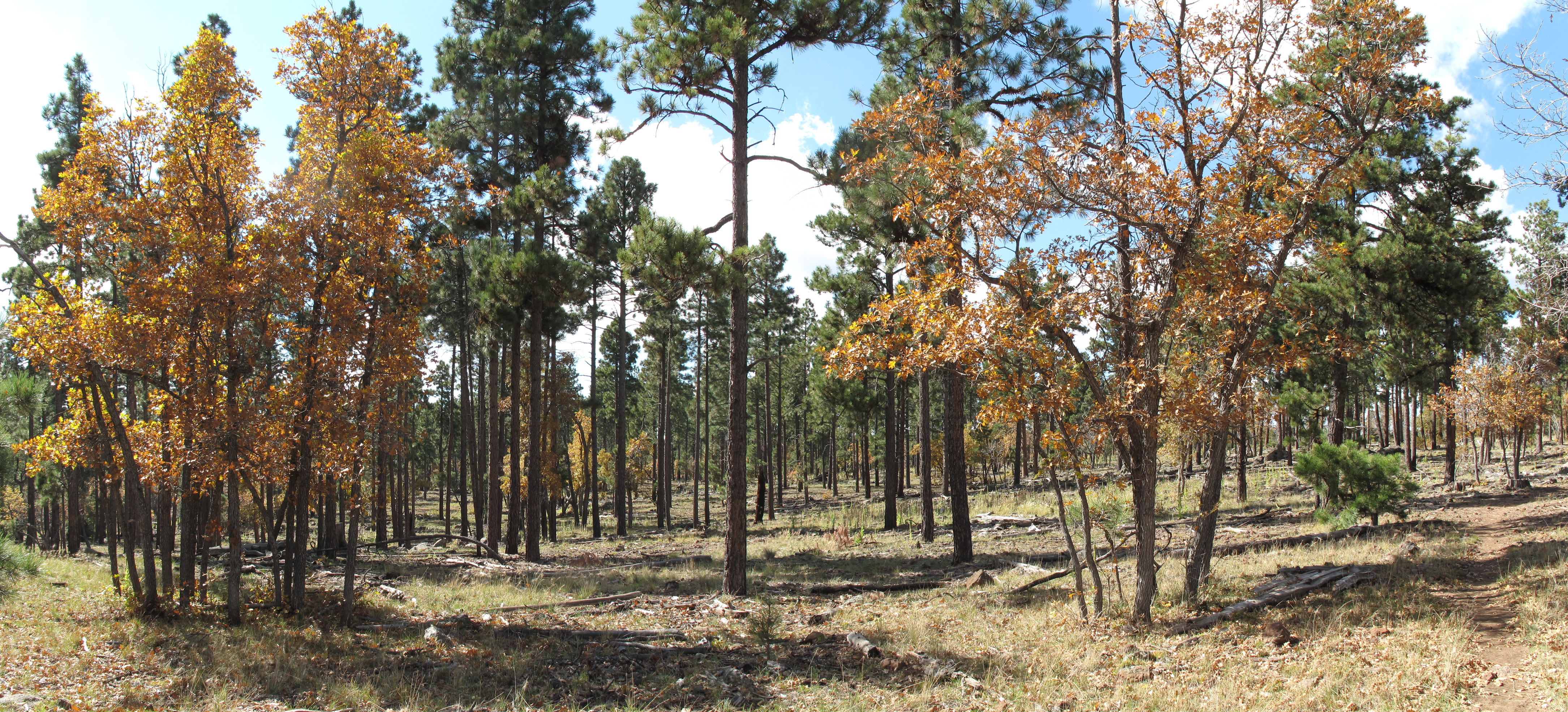 South of Mormon Mountain