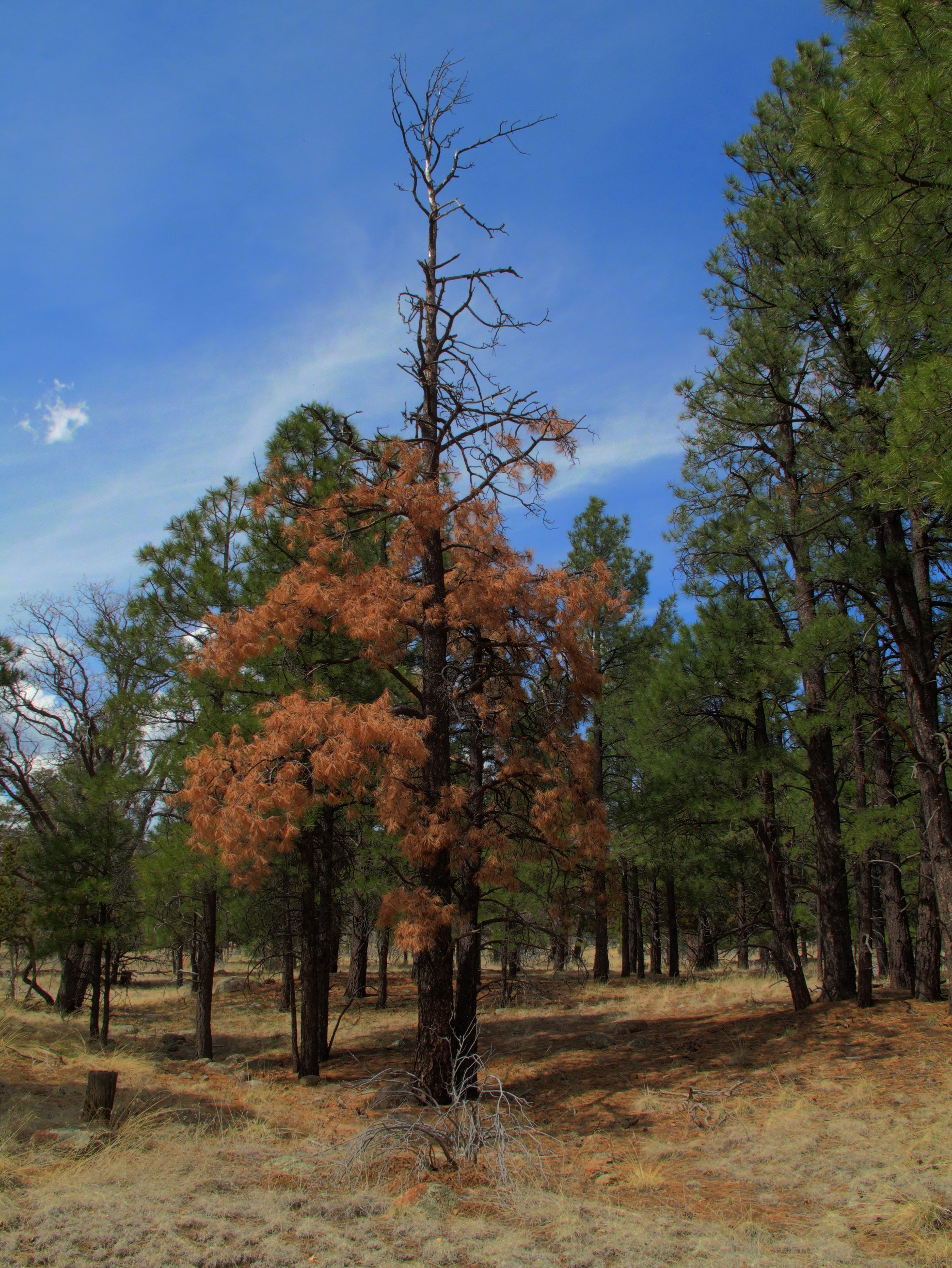 Flagstaff, AzTrail