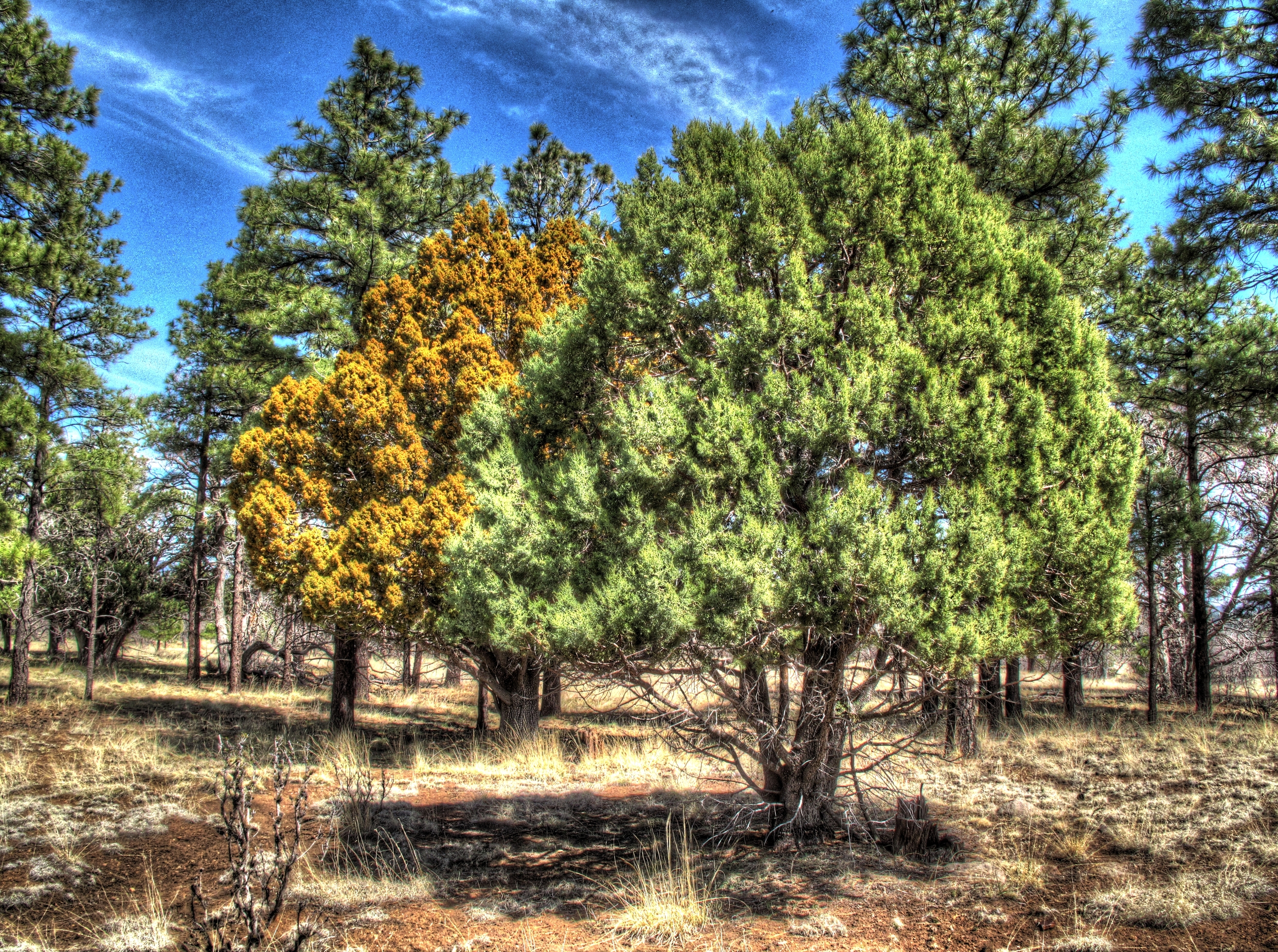 Flagstaff, AzTrail